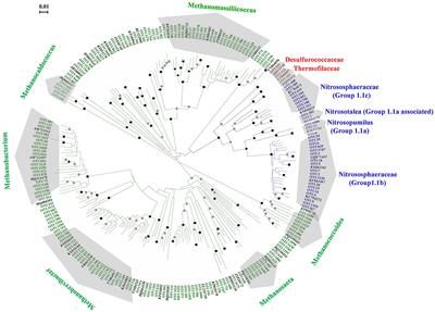 Biogeographic Distribution Patterns of the Archaeal Communities Across the Black Soil Zone of Northeast China